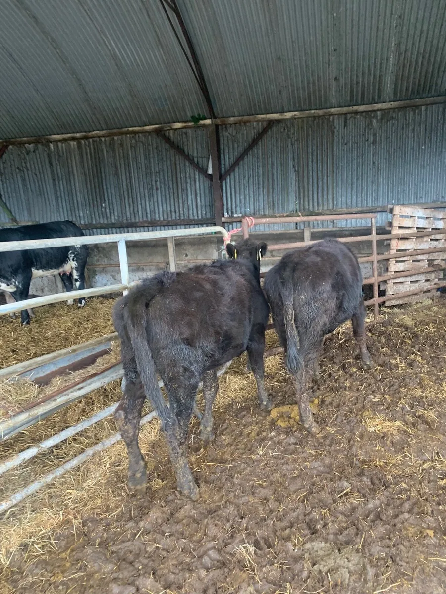 2 Lovely Quality AAX HEIFERS - Image 4