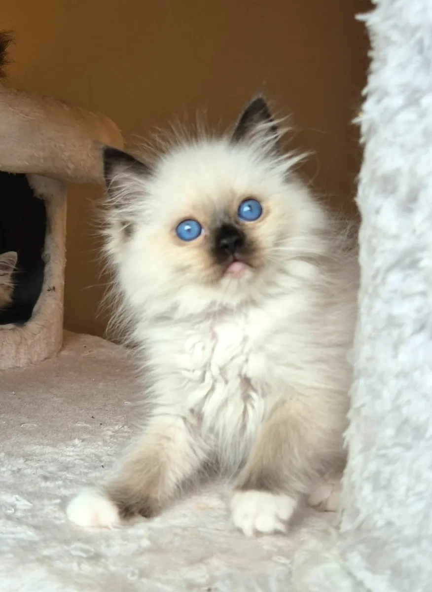 Ragdoll kittens gccf reg - Image 1