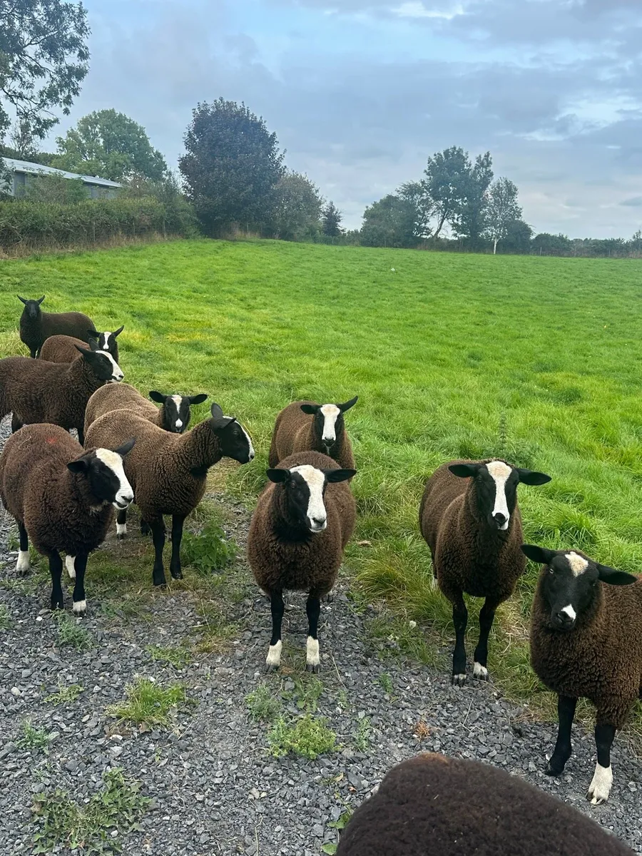 Zwartble Lambs - Image 2