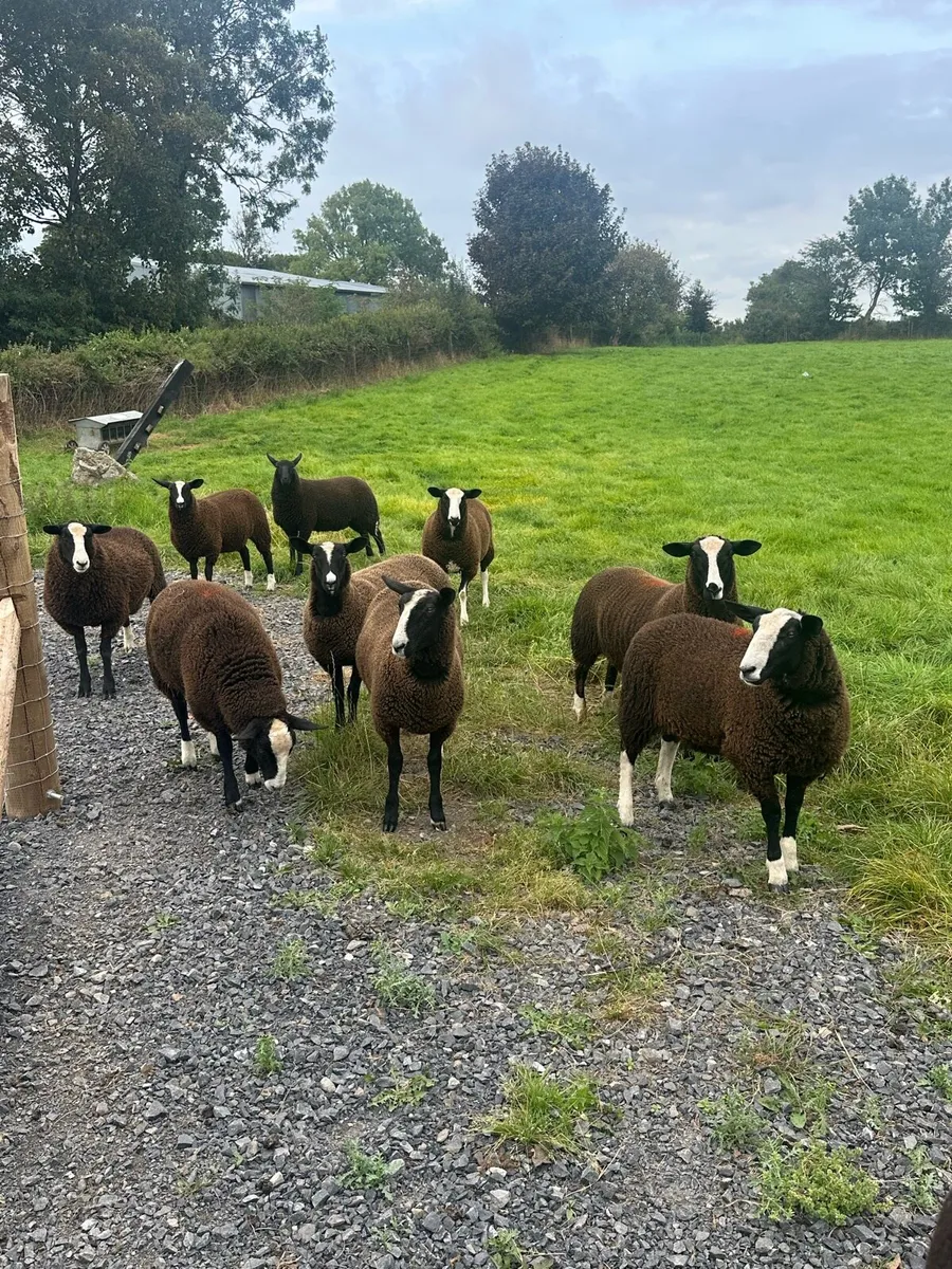 Zwartble Lambs - Image 1