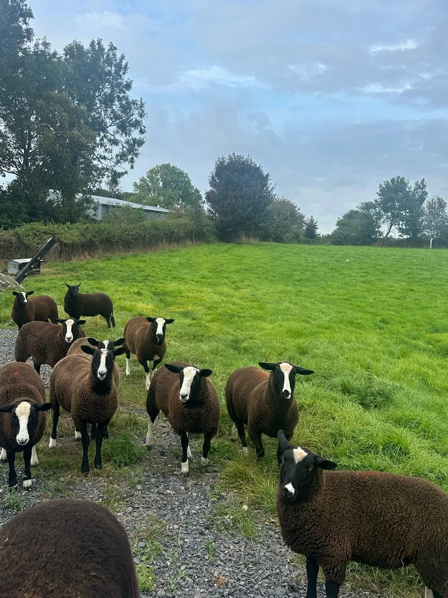 Zwartble Lambs - Image 3