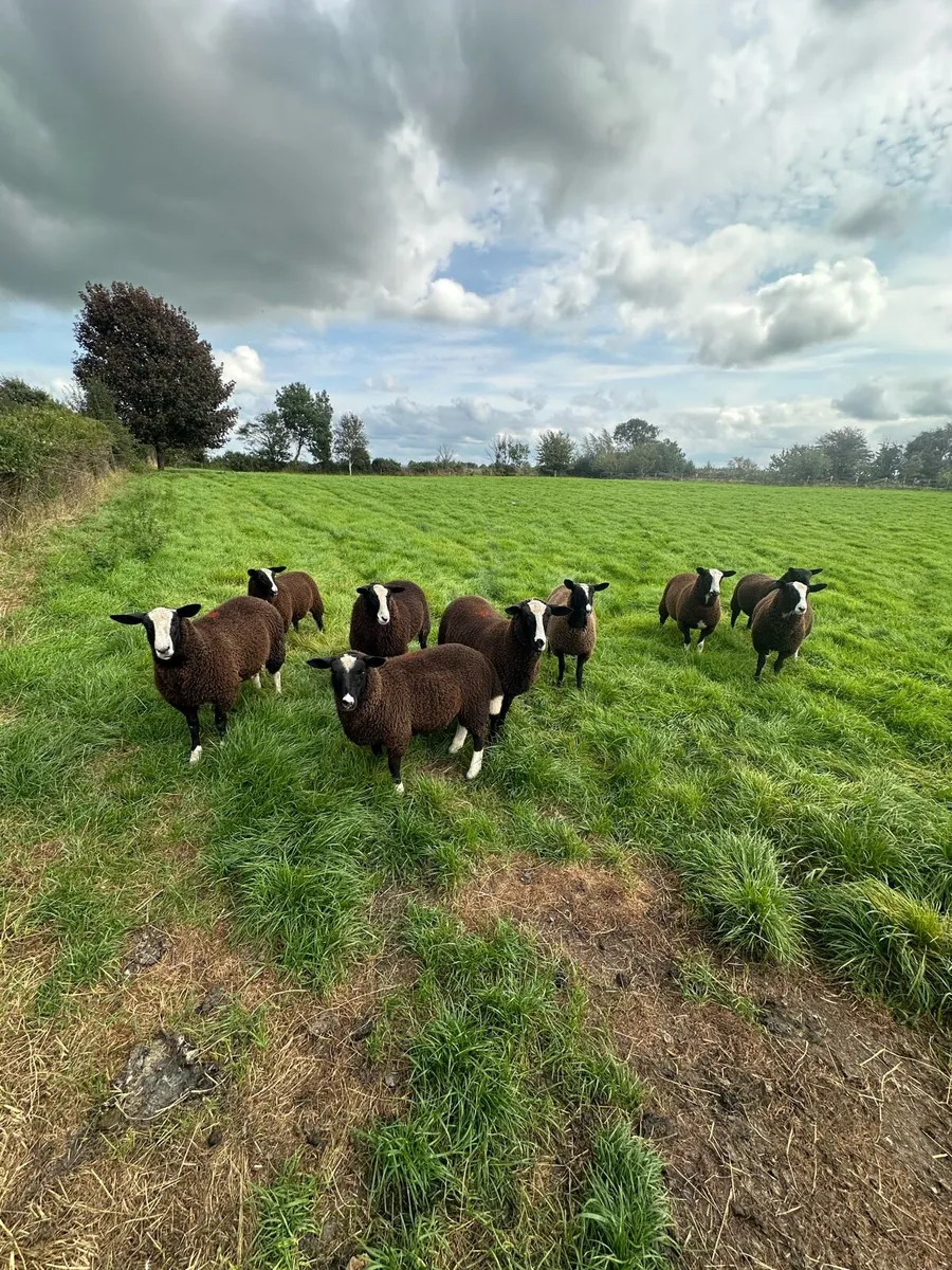 Zwartble Lambs - Image 4