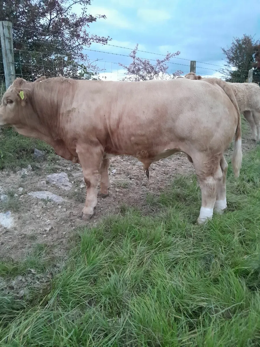 Top Quality Charolais Bull Weanlings For Sale - Image 2