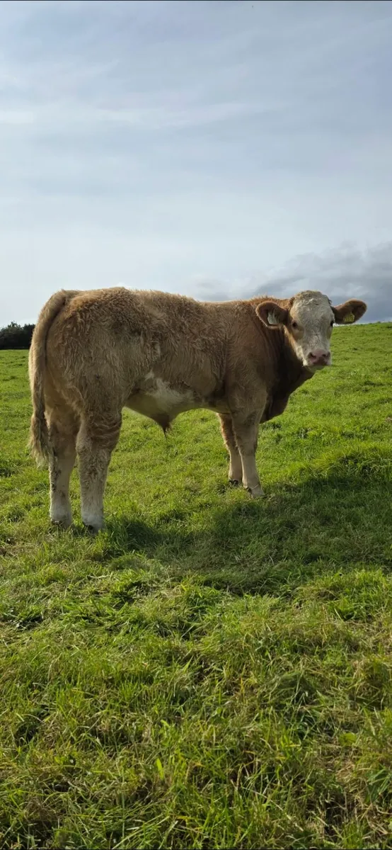 Top Quality Charolais Bull Weanlings For Sale - Image 3