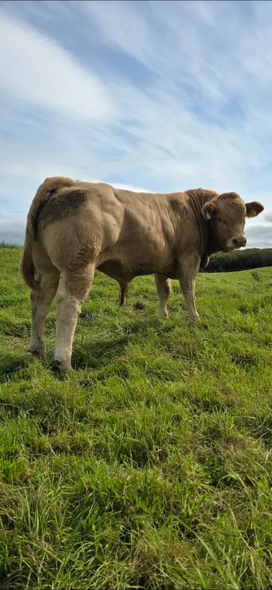 Top Quality Charolais Bull Weanlings For Sale - Image 1