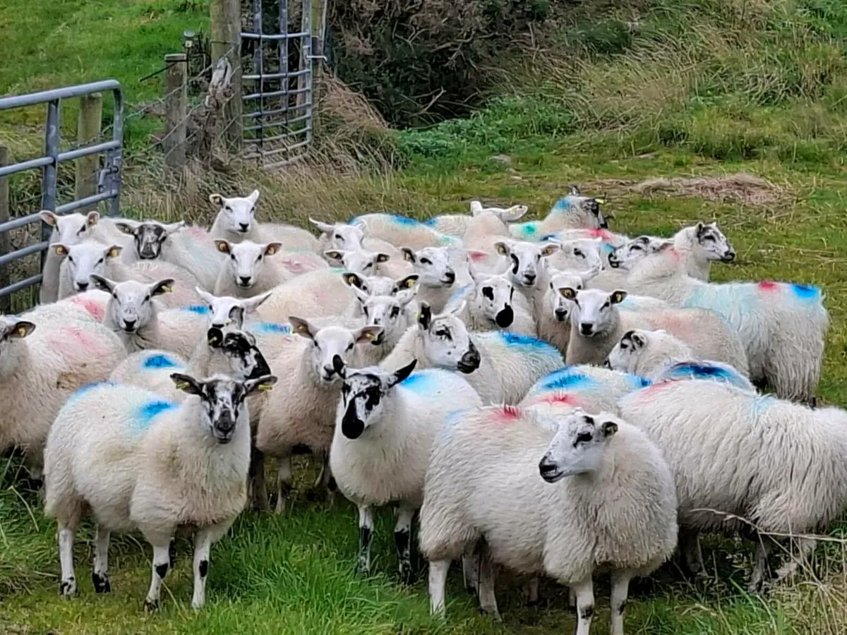 Ewe lambs for sale - Image 1