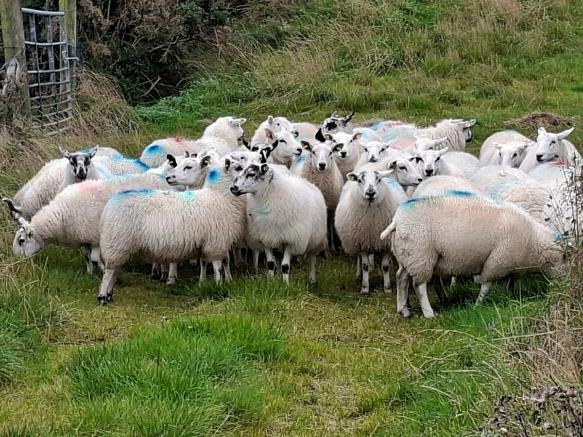 Ewe lambs for sale - Image 2