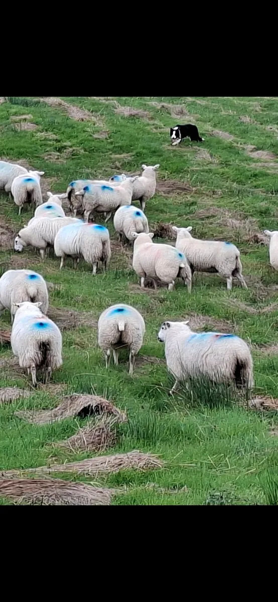 Ewe lambs for sale - Image 4