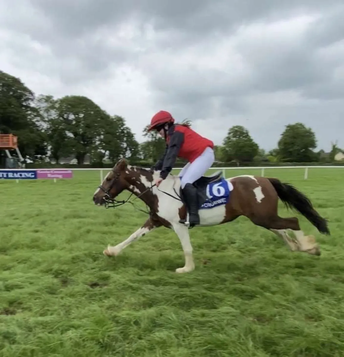 13hh school master pony - Image 2