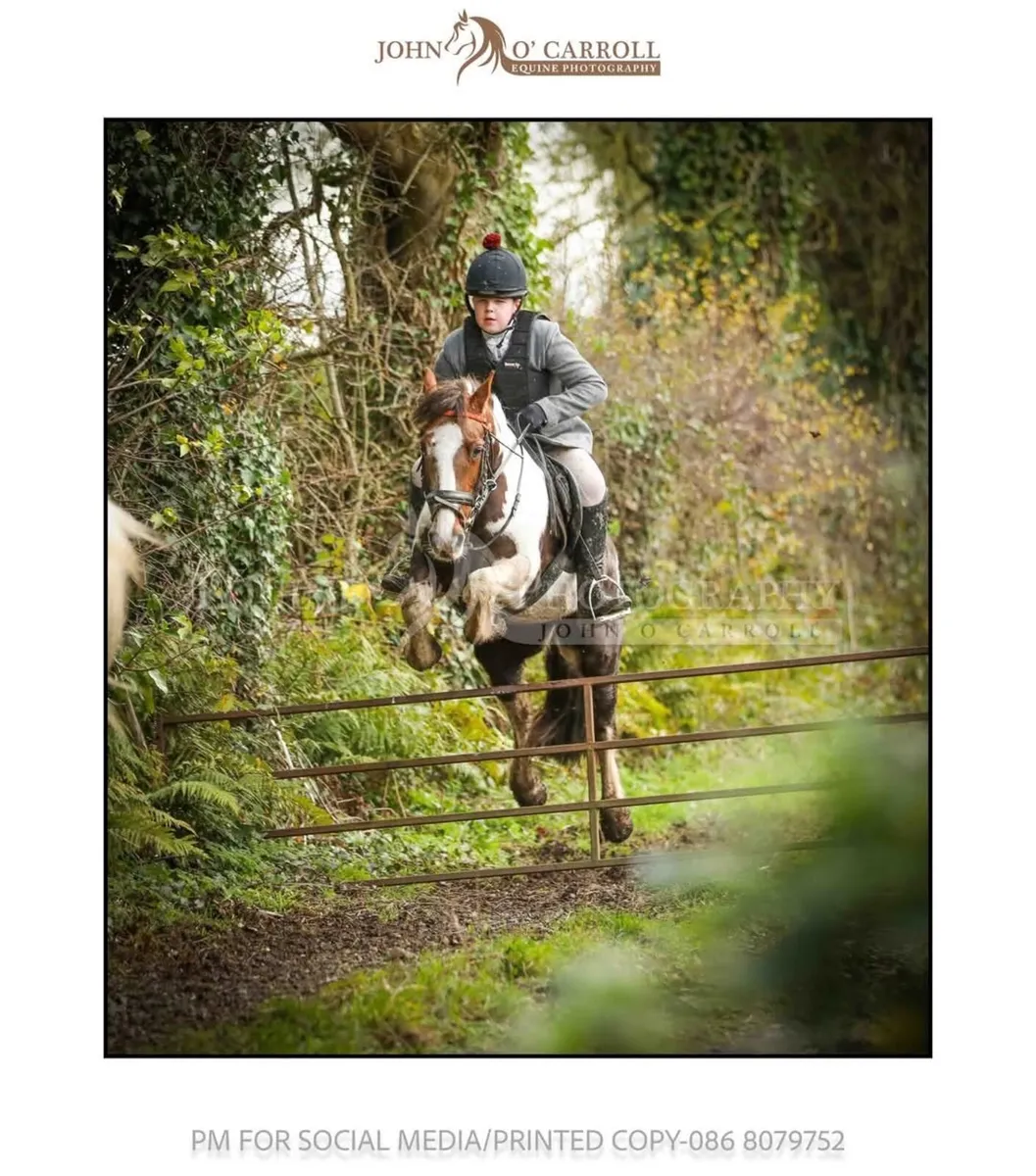 13hh school master pony - Image 3