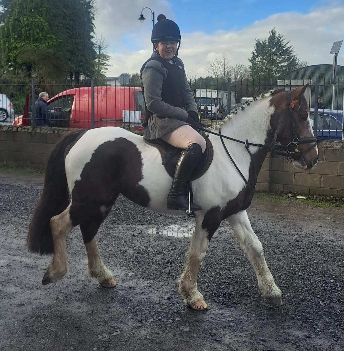 13hh school master pony - Image 4