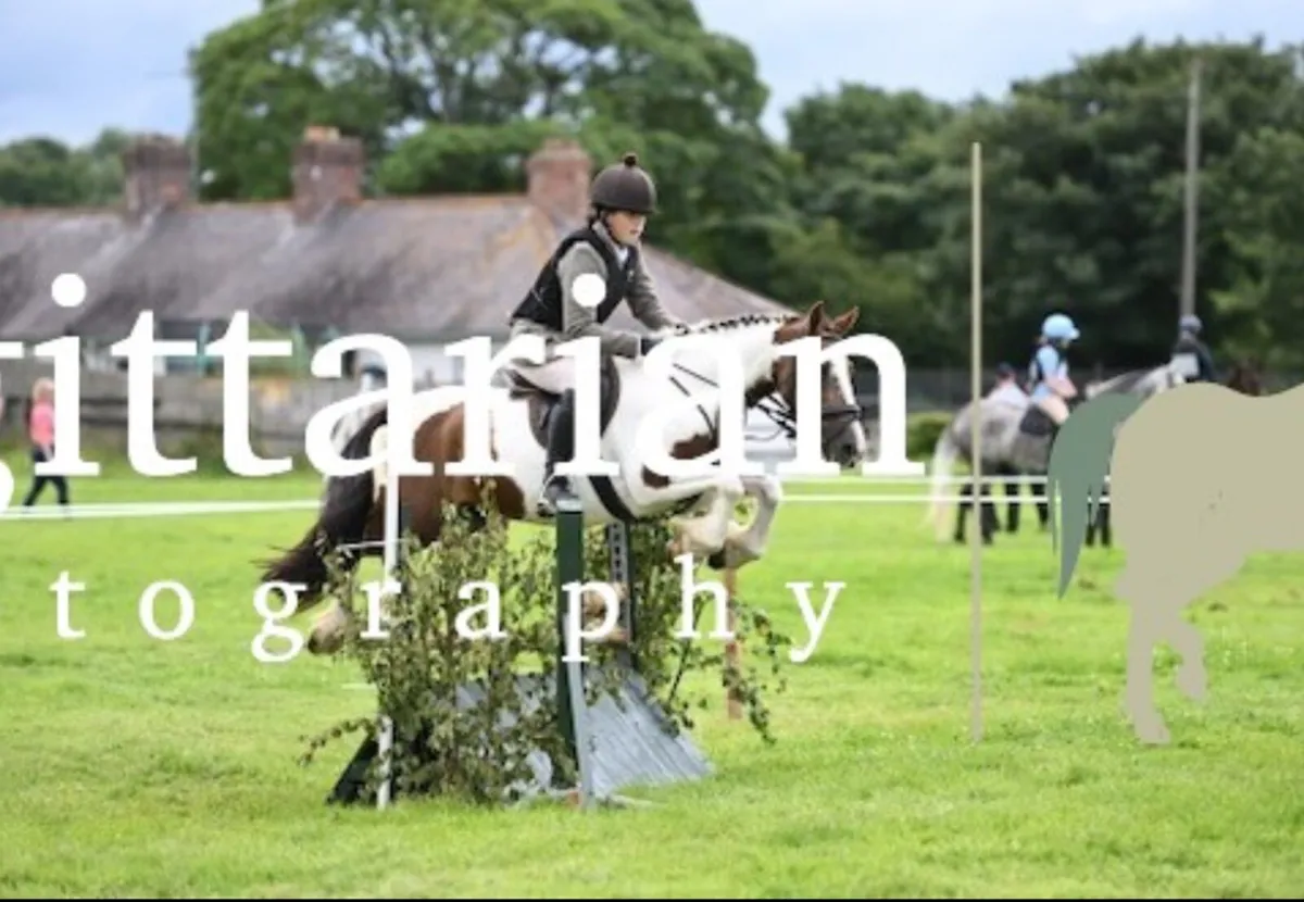 13hh school master pony - Image 1