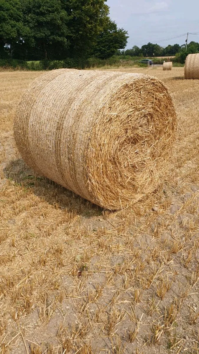 Spring Barley Straw - Image 1