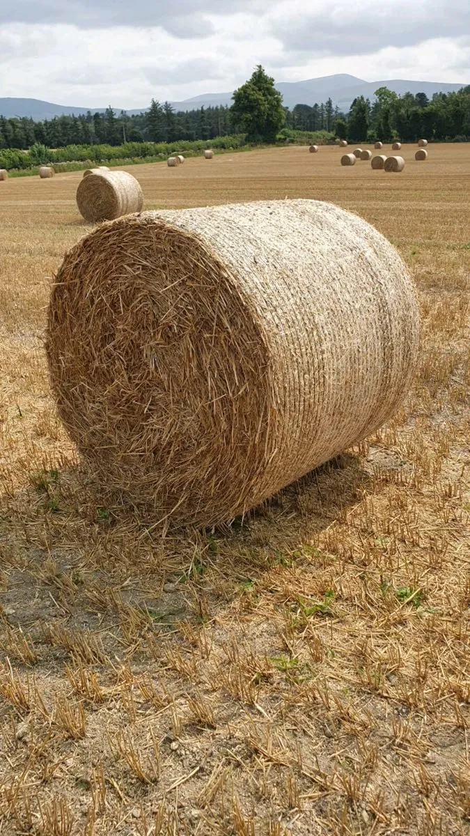 Spring Barley Straw - Image 3