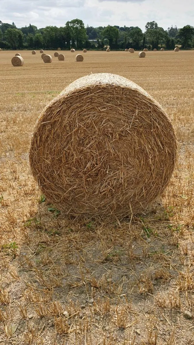 Spring Barley Straw - Image 4