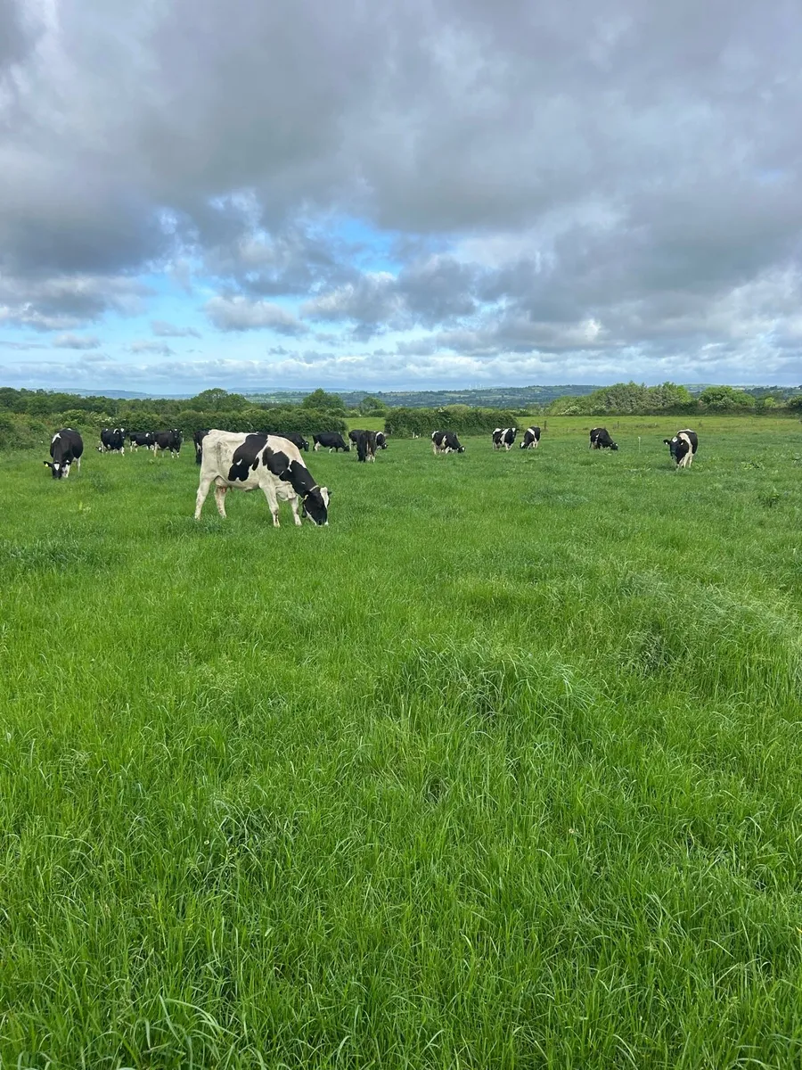 Cow scanning - Image 2
