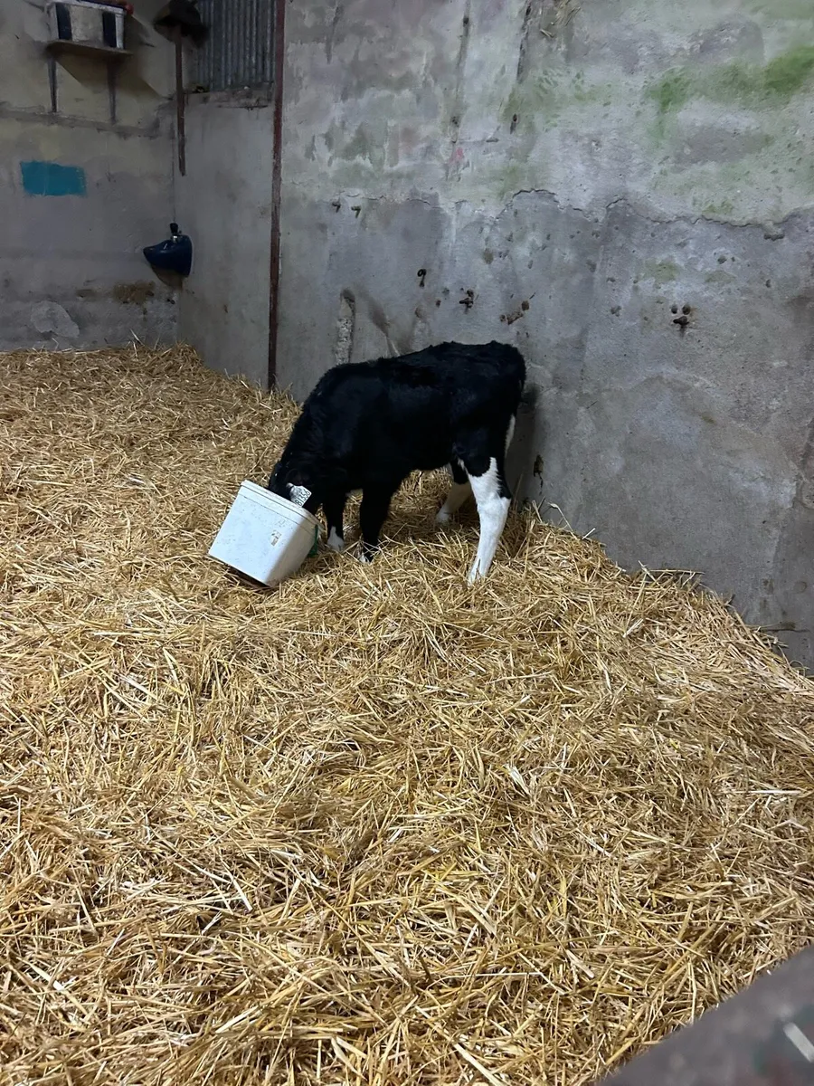 Cow scanning - Image 1