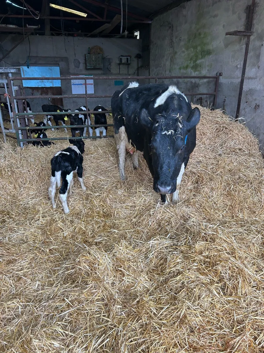 Cow scanning - Image 3