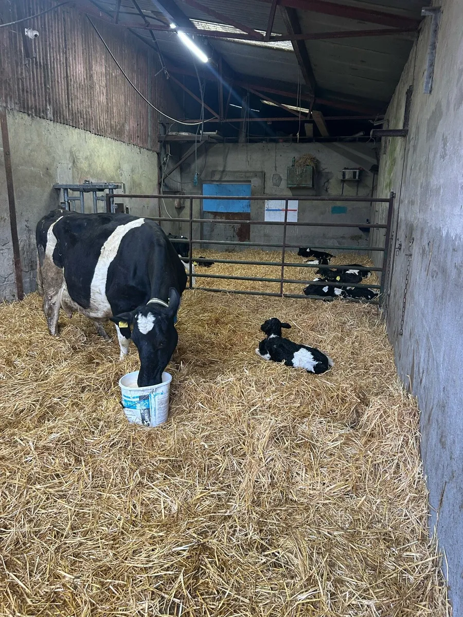 Cow scanning - Image 4