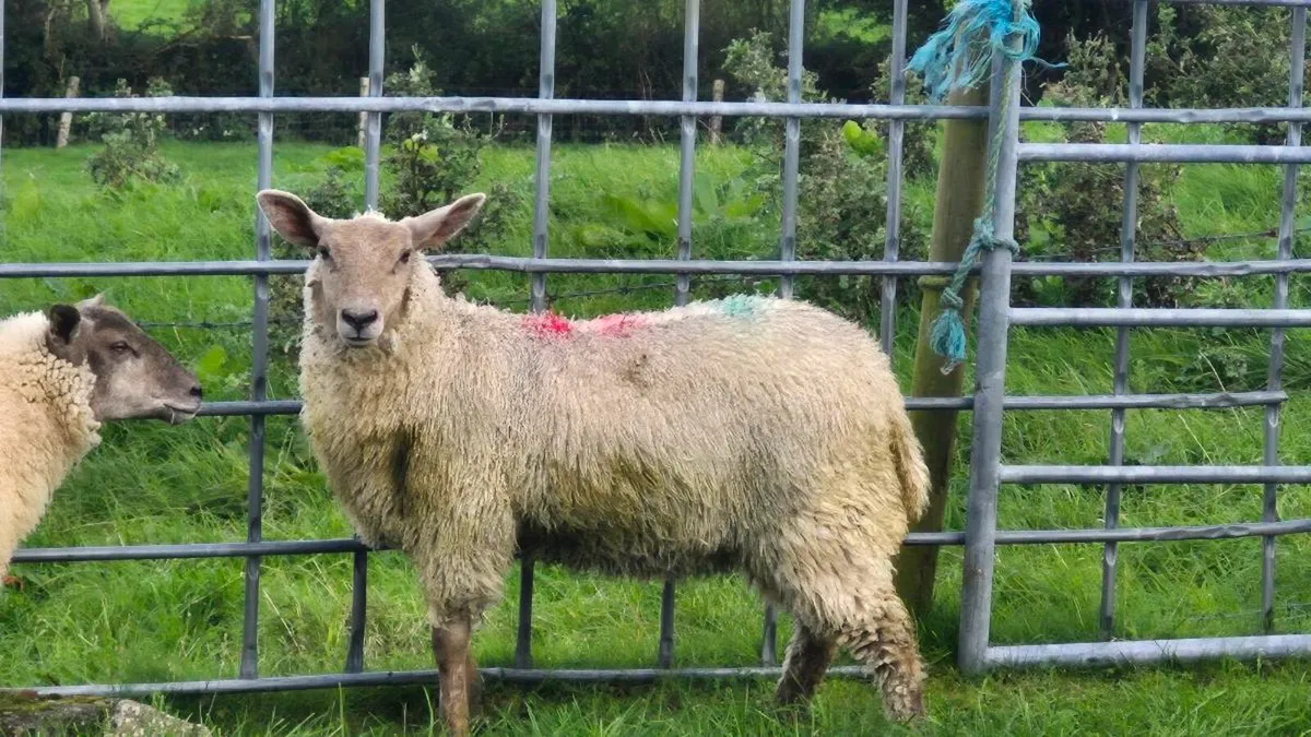 Sufteck Ewe lambs - Image 1