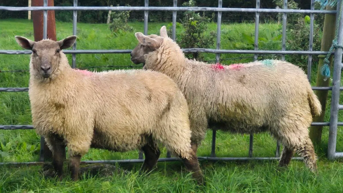 Sufteck Ewe lambs - Image 2