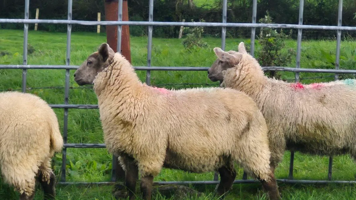 Sufteck Ewe lambs - Image 3