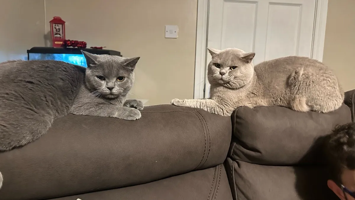 British Shorthair kittens - Image 2