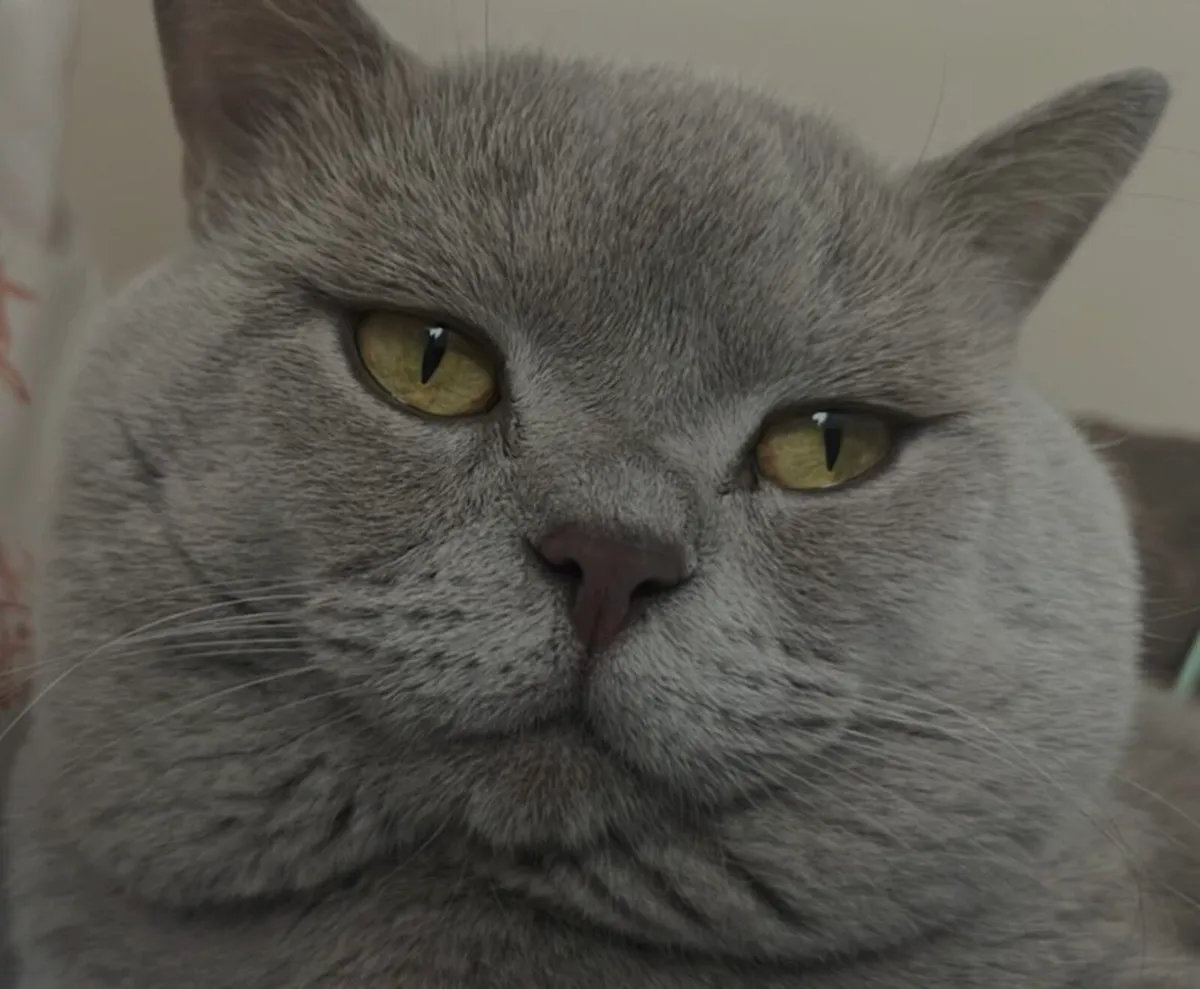 British Shorthair kittens - Image 3