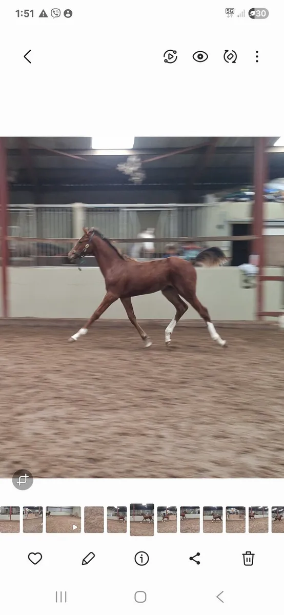 Grand cru colt foal - Image 1