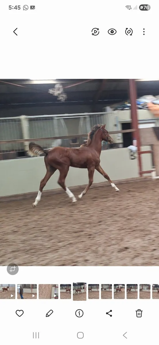 Grand cru colt foal - Image 2