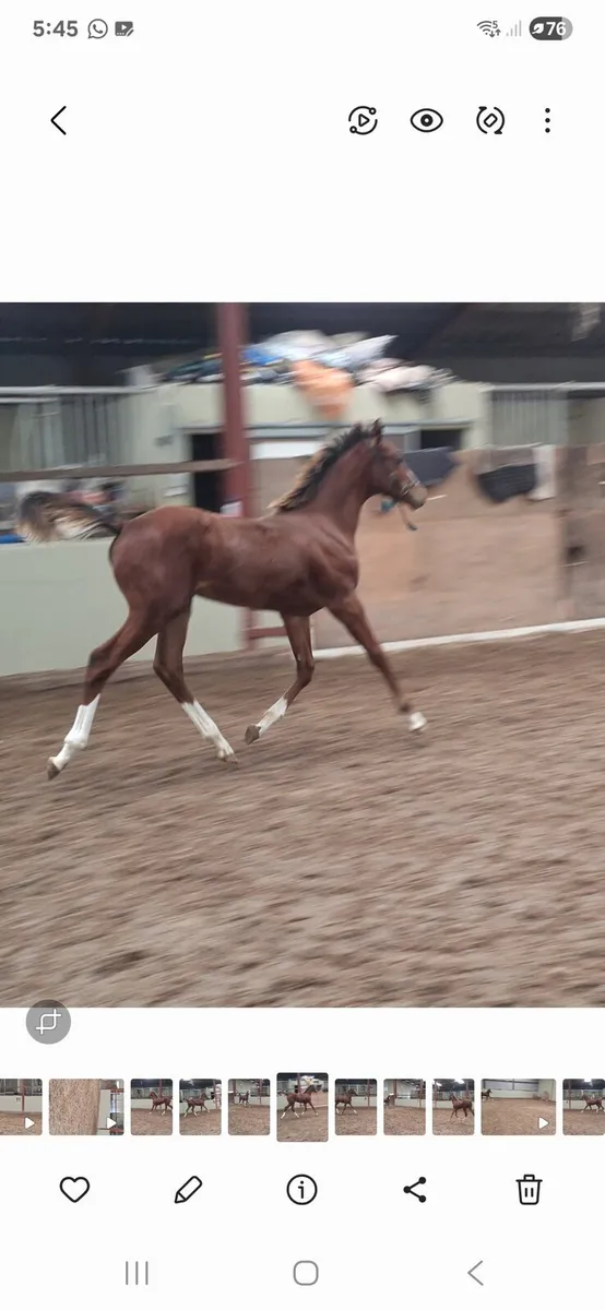 Grand cru colt foal - Image 3