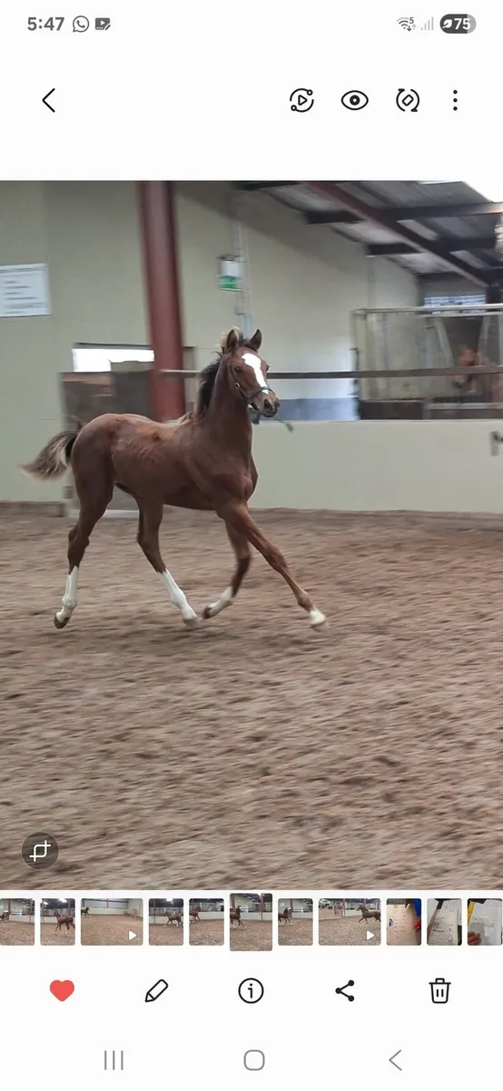 Grand cru colt foal - Image 4