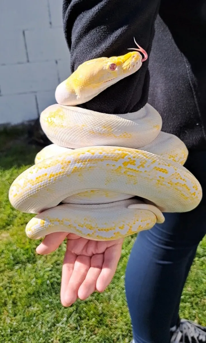 Dwarf Reticulated Python - Image 2