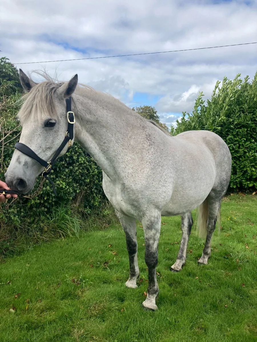 Class 1 Connemara Mare - Image 2