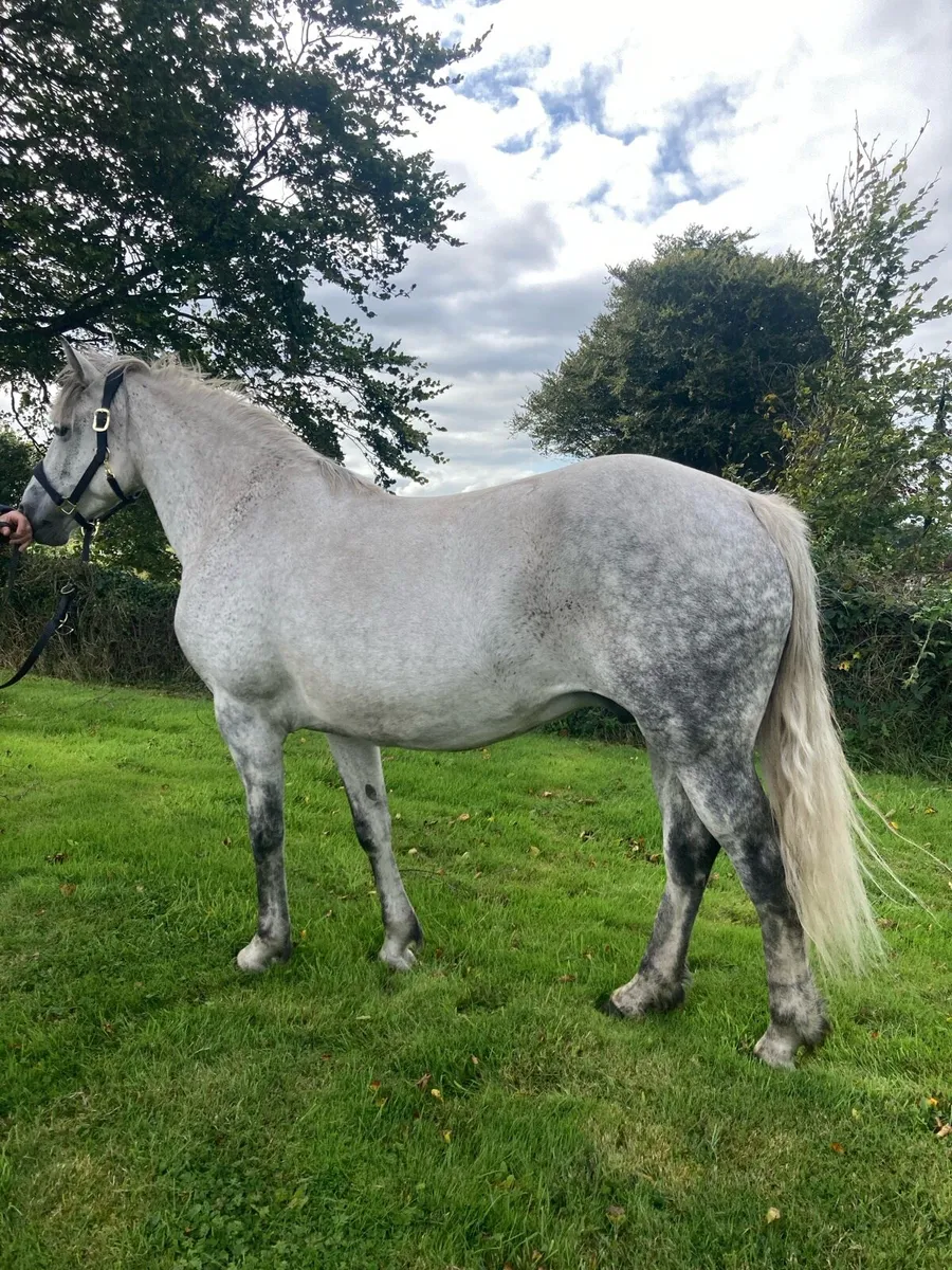 Class 1 Connemara Mare - Image 3