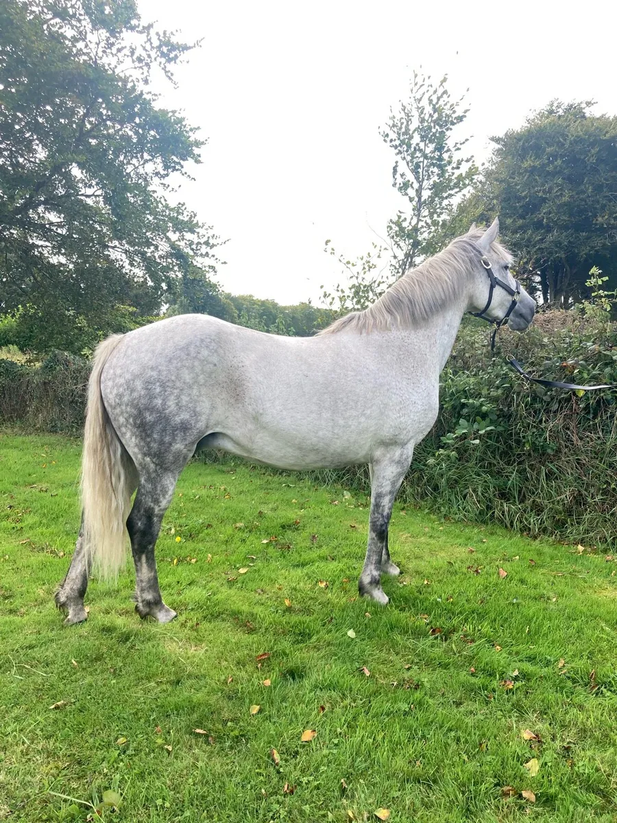 Class 1 Connemara Mare - Image 4