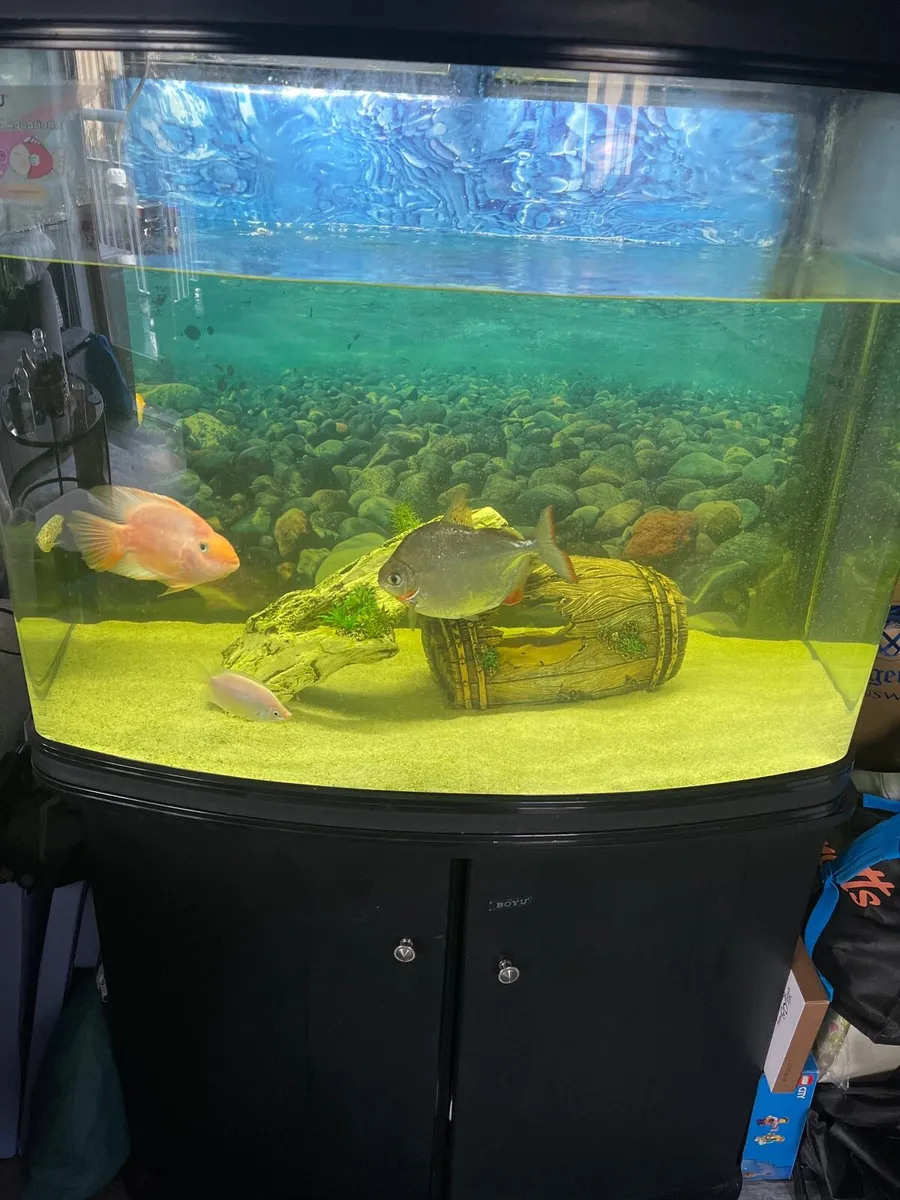 Aquarium tank - Image 1