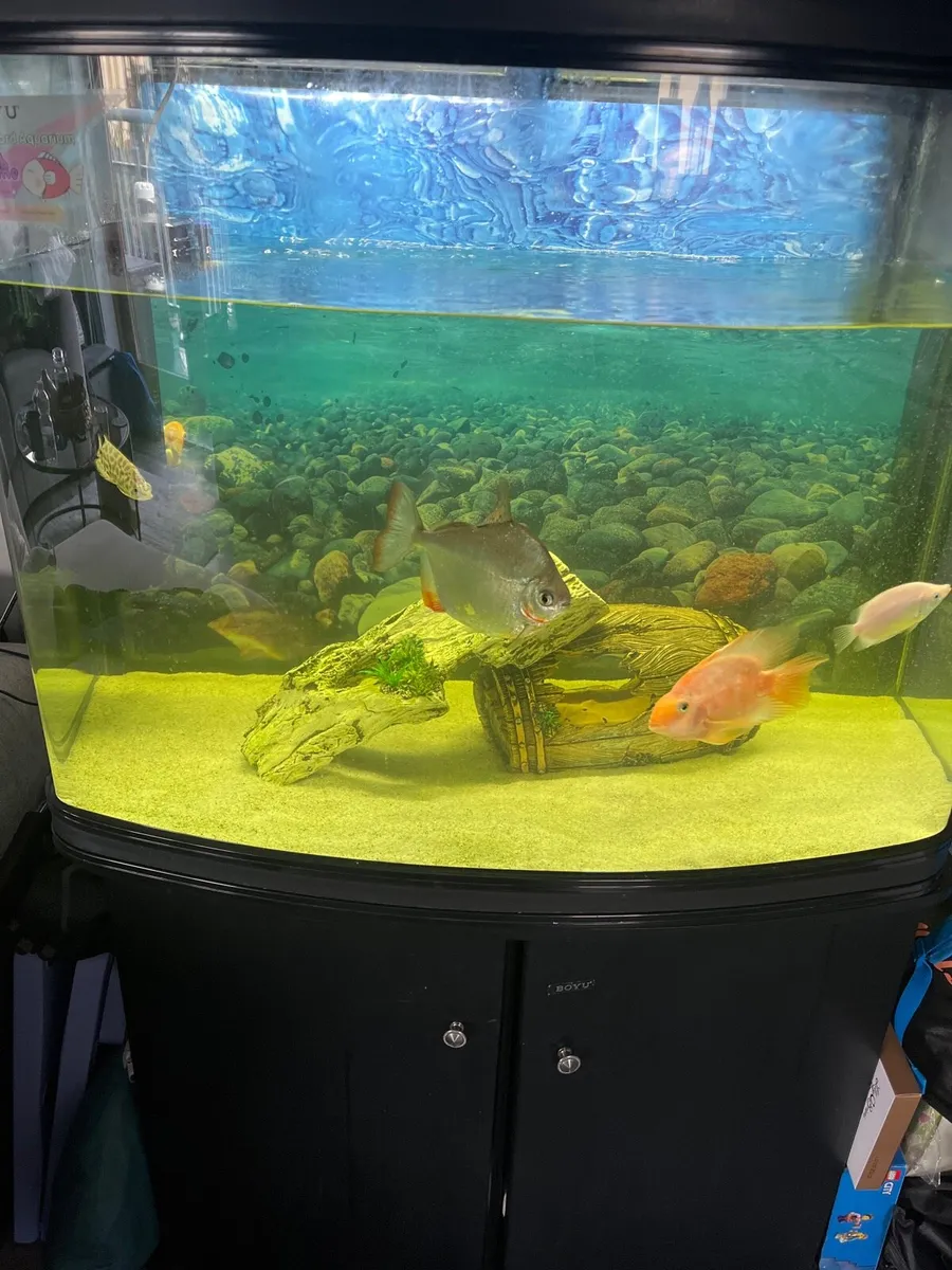Aquarium tank - Image 2