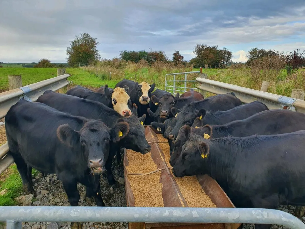 AAX bulls and heffers - Image 1