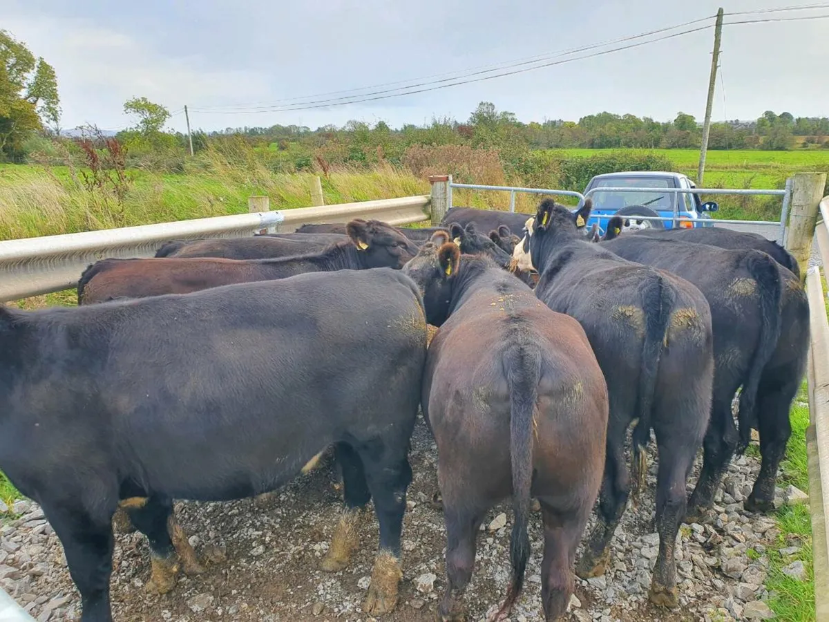 AAX bulls and heffers - Image 2