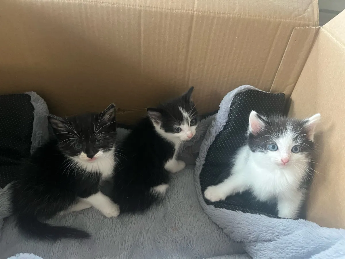 Kittens - Image 1