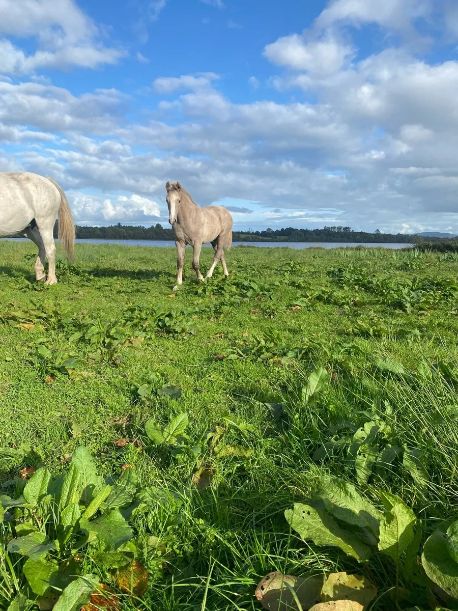 Foal - Image 1