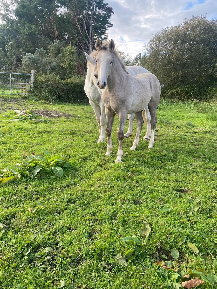 Foal - Image 2