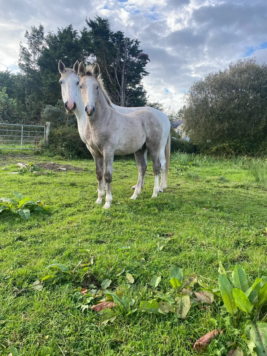 Foal - Image 4