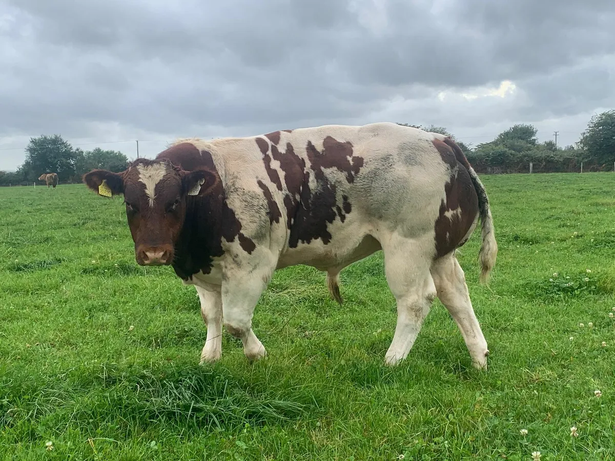 Show roan Belgium blue  bull calf - Image 1