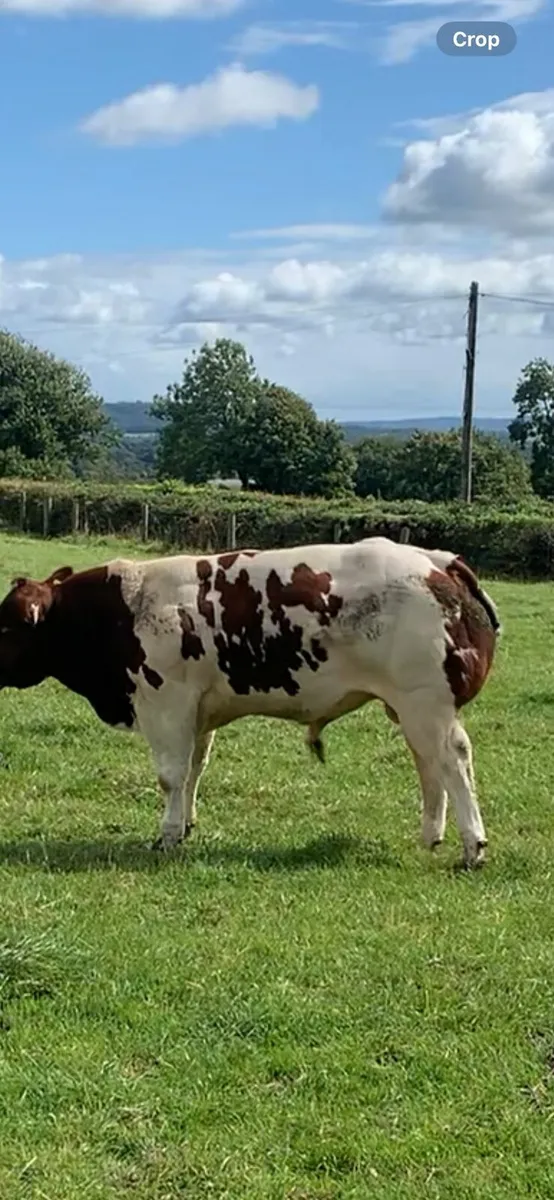 Show roan Belgium blue  bull calf - Image 2