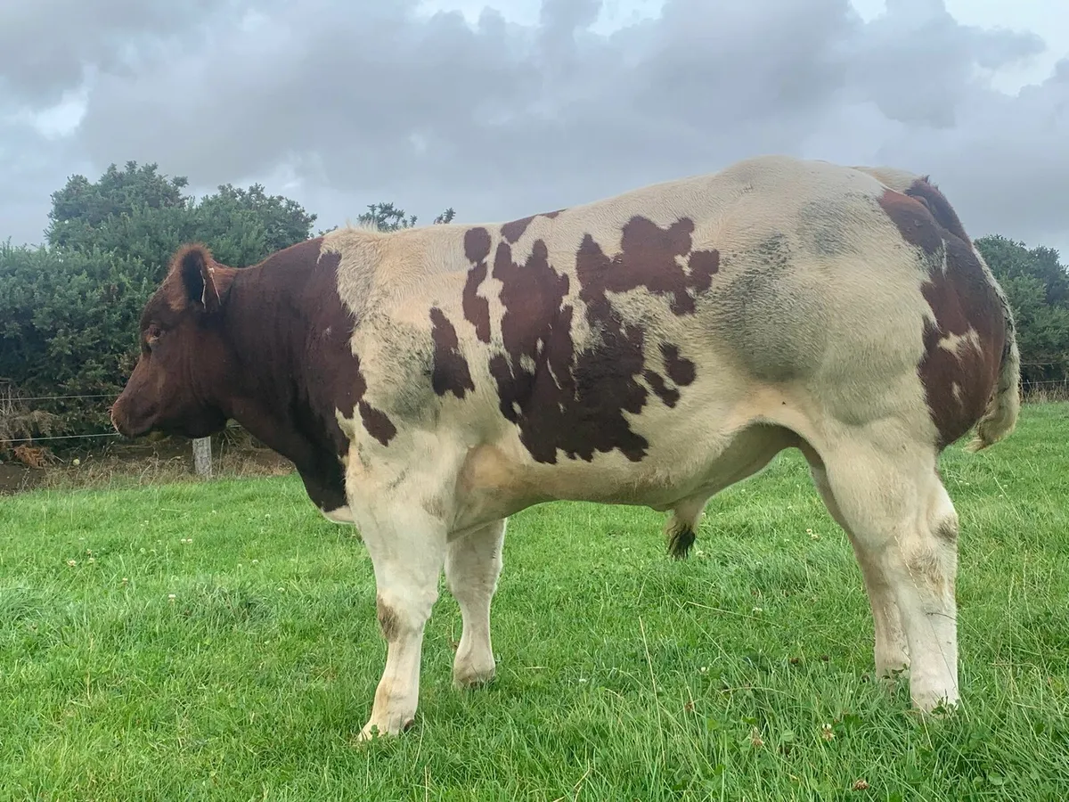 Show roan Belgium blue  bull calf - Image 3