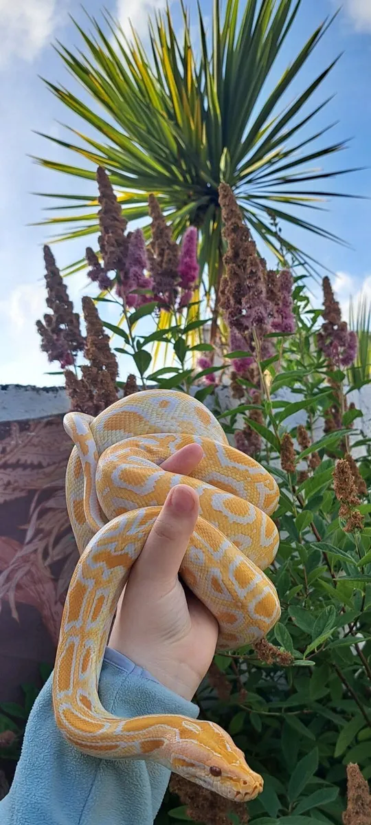 Albino Burmese Python