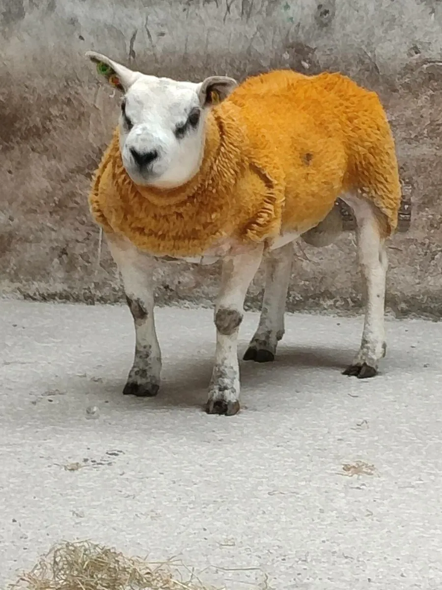 Pedigree Texel Ram Lambs - Image 1