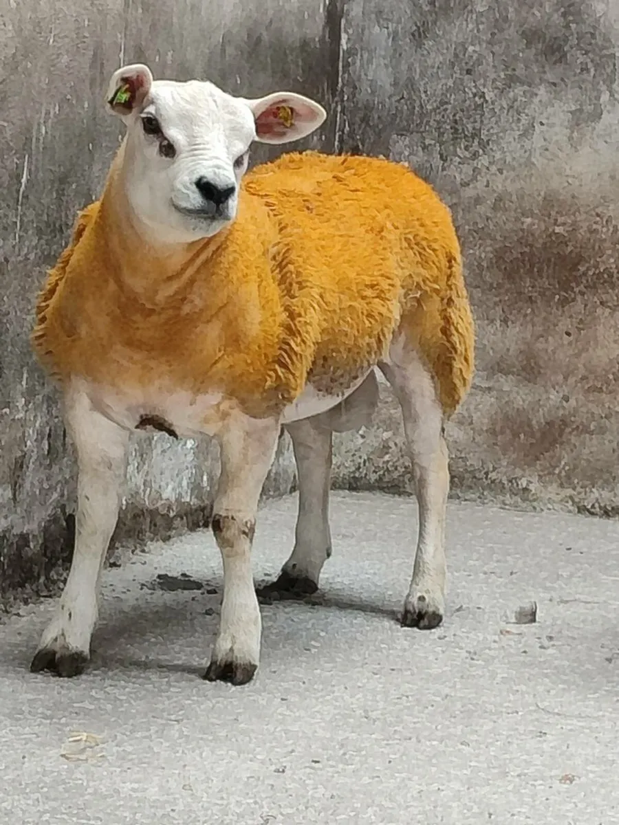 Pedigree Texel Ram Lambs - Image 2